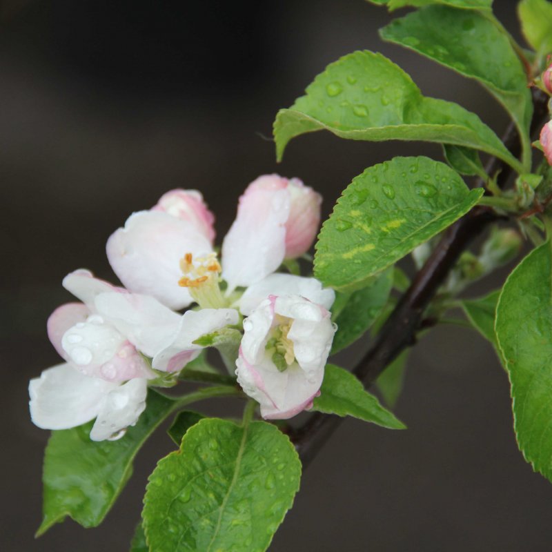 Apple 'Beauty of Bath'