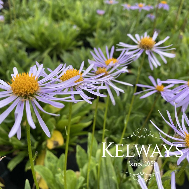 Aster tongolensis 'Wartburgstern'