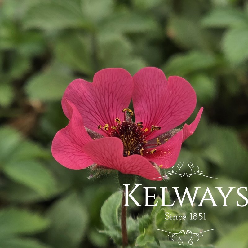 Potentilla nepalensis 'Ron McBeath' (3 litre pot)
