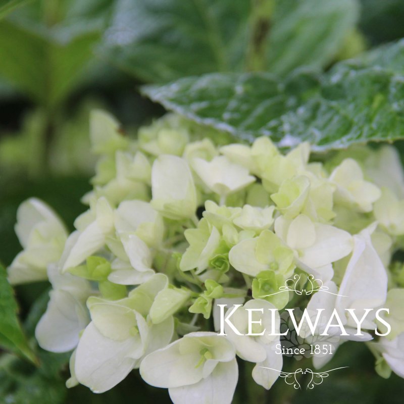 Hydrangea macrophylla 'Blushing Bride'