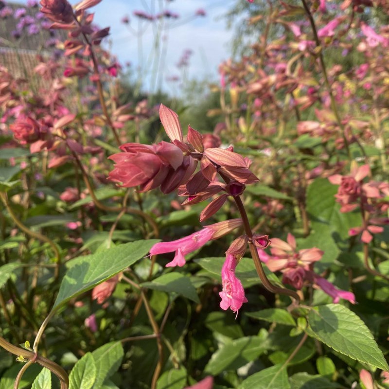 Salvia 'Kisses and Wishes'