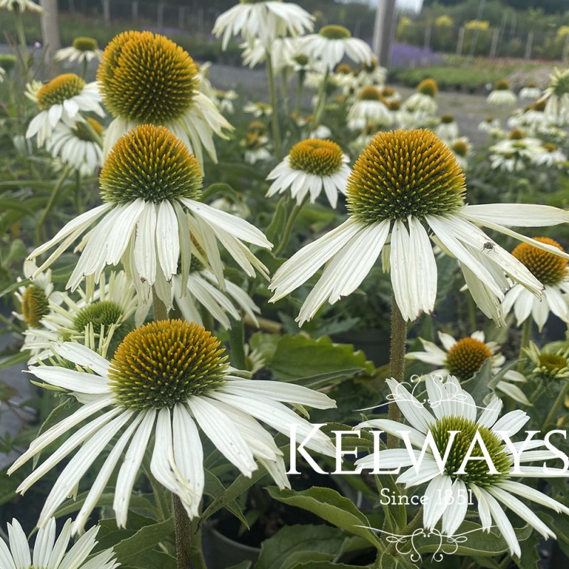 Echinacea purpurea 'Baby Swan White'