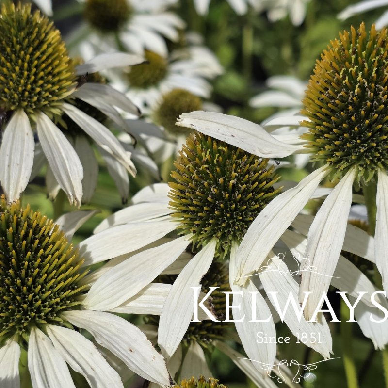 Echinacea purpurea 'Avalanche' PBR (Butterfly Series)
