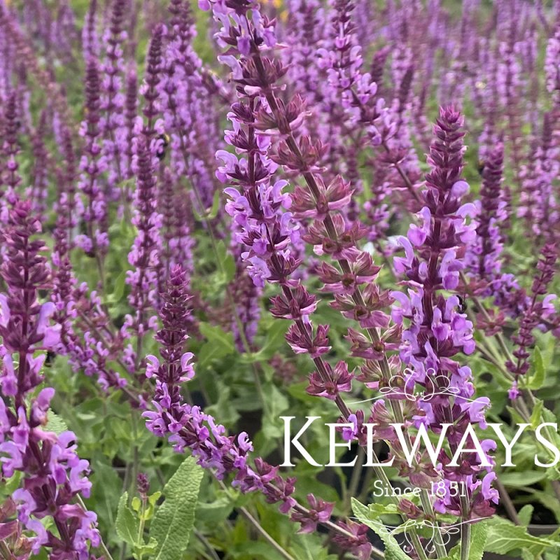 Salvia nemorosa 'Amethyst'