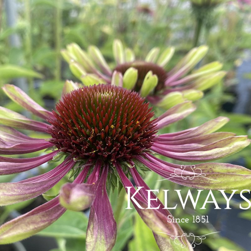 Echinacea purpurea 'Green Twister'