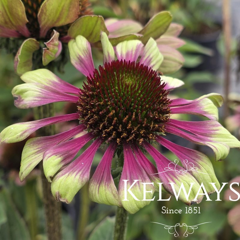Echinacea purpurea 'Green Twister'