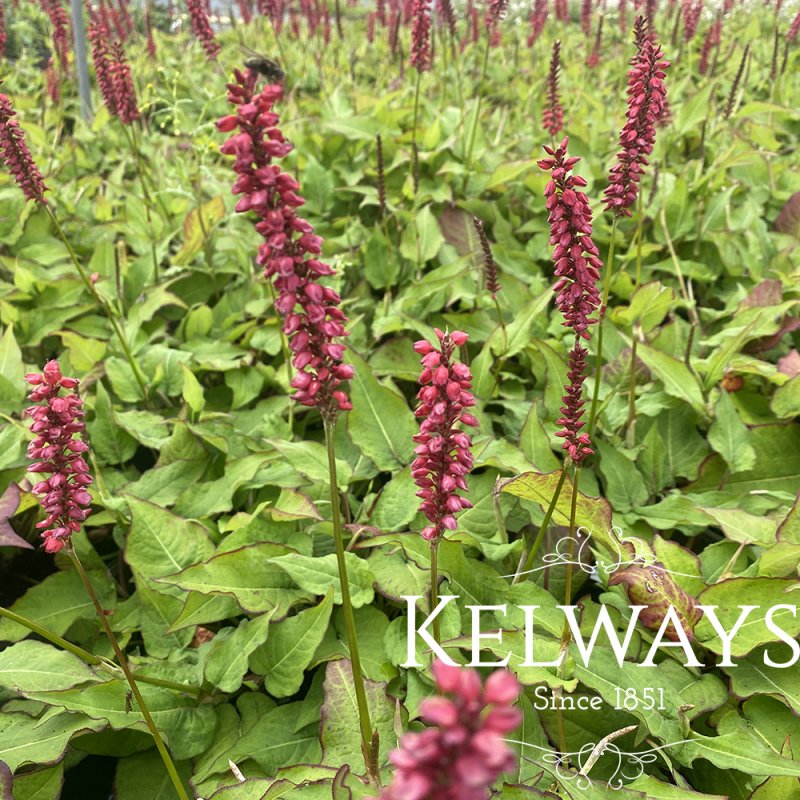 Persicaria amplexicaulis 'JS Calor'