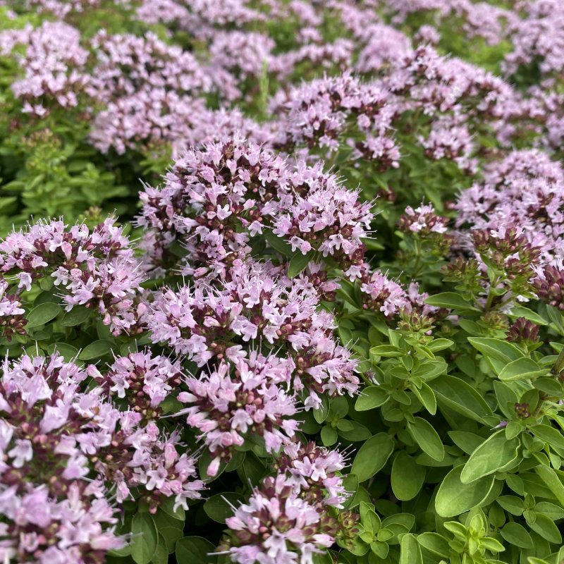 Origanum vulgare 'Compactum'