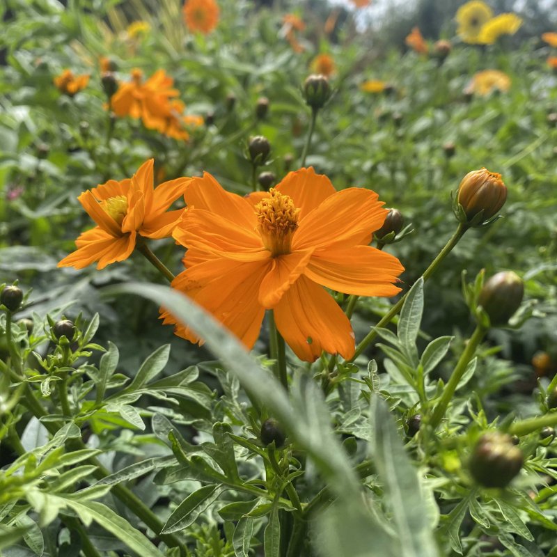 Cosmos Bright Lights