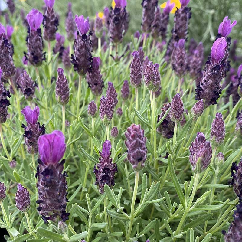 Lavandula Bandera Purple