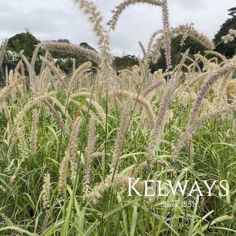 Pennisetum orientale 'Tall Tails'