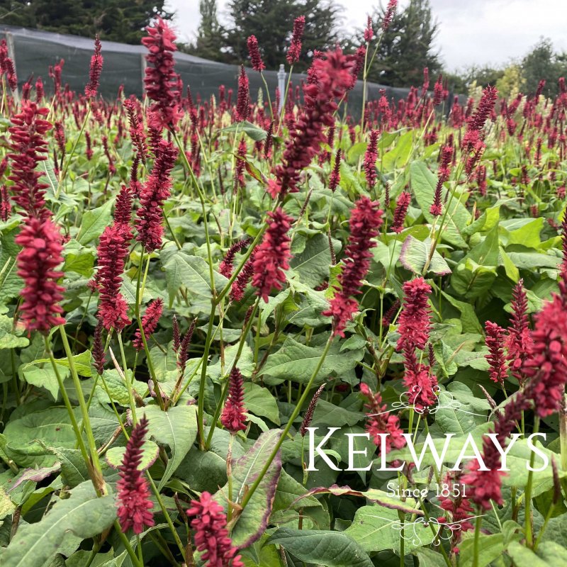 Persicaria amplexcaulis 'Red Baron'