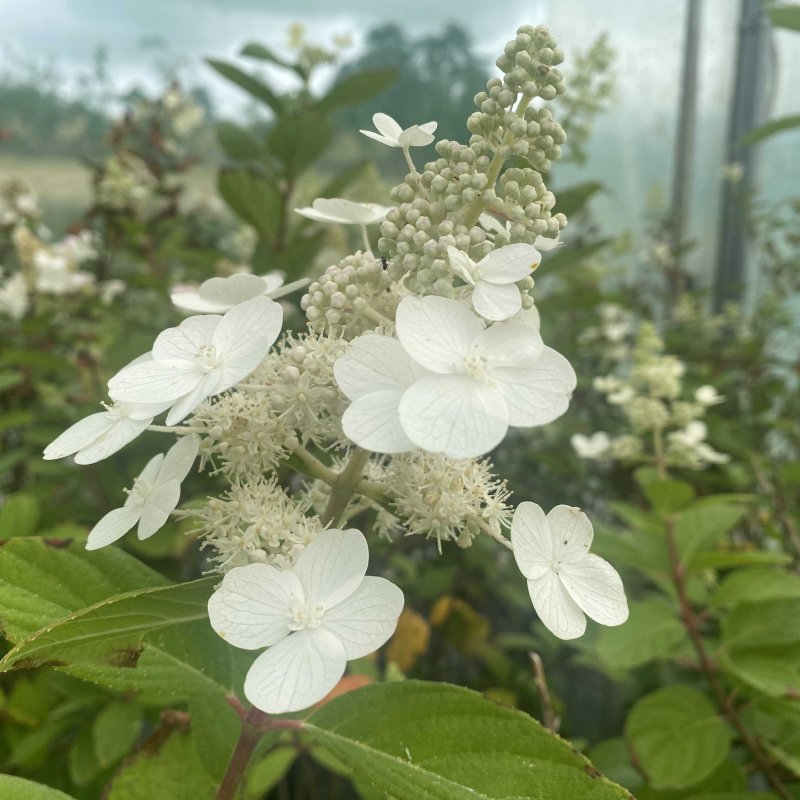 Hydrangea paniculata 'Tardiva'
