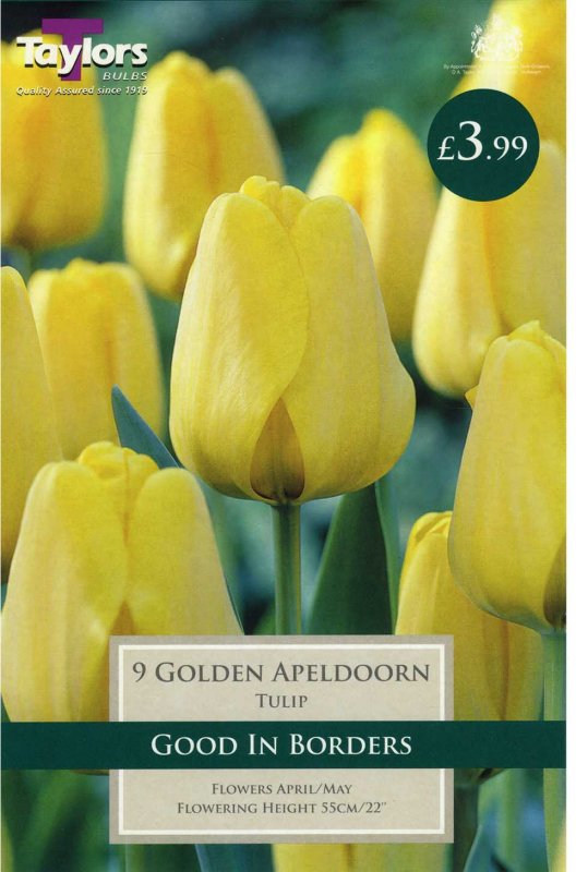 Tulipa 'Golden Apeldoorn'