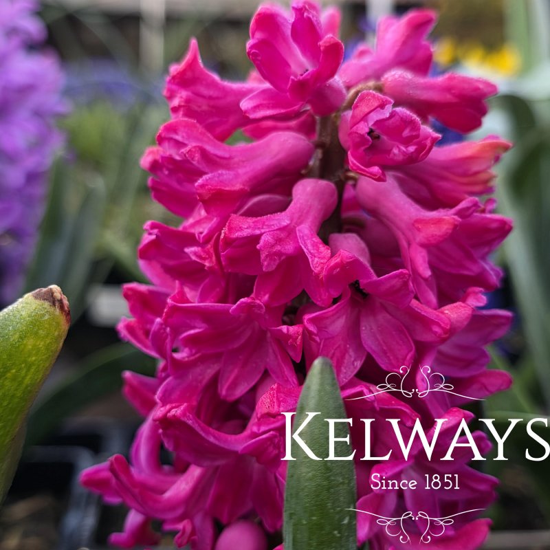 Hyacinthus orientalis 'Jan Bos' (1 litre pot)