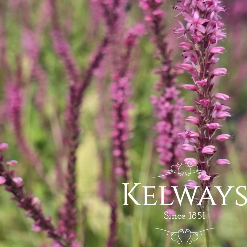 Bistorta amplexicaulis JS SEVEN OAKS VILLAGE ('JS Pesovi')