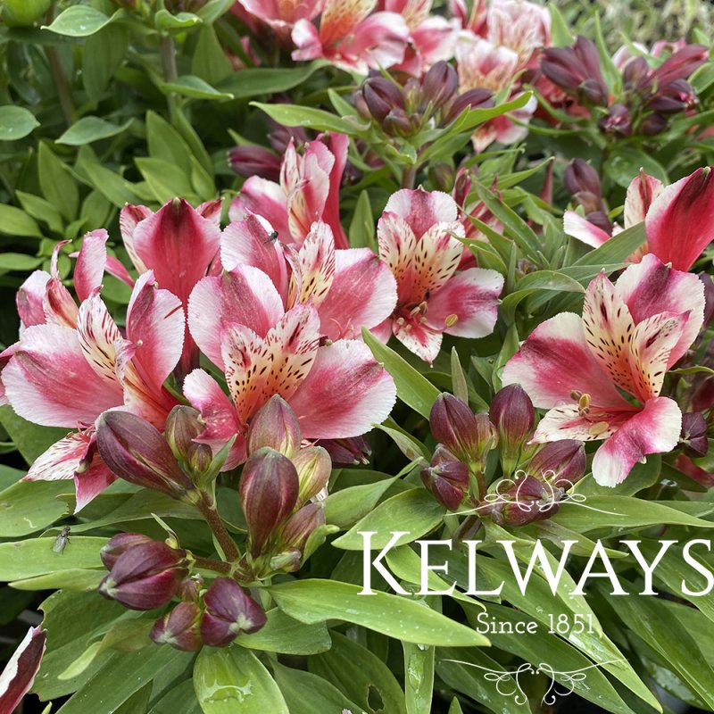 Alstroemeria 'Inca Sweety' (Inca Series)