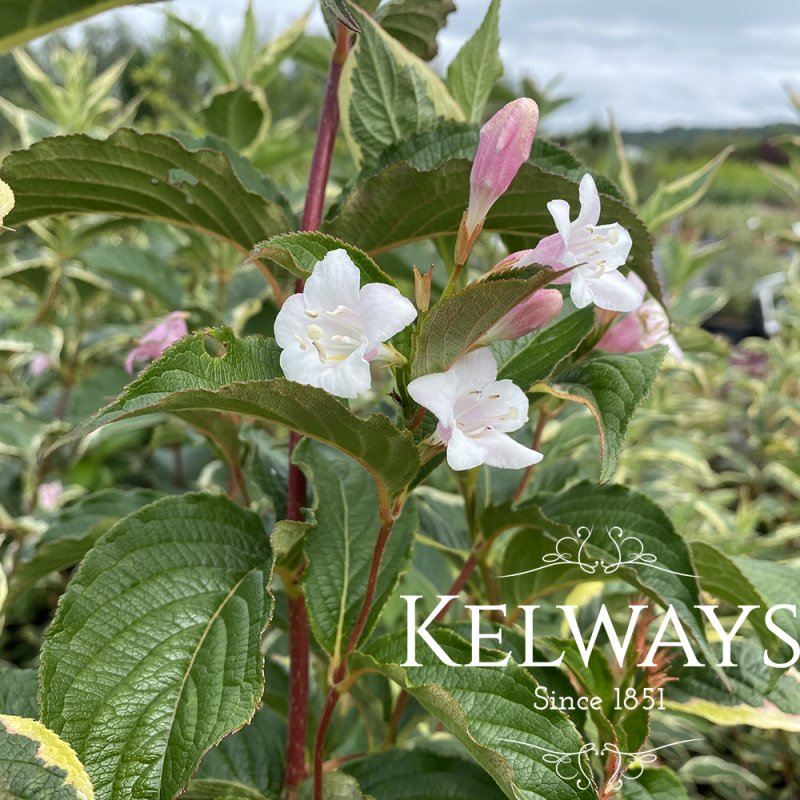 Weigela 'Nana Variegata'