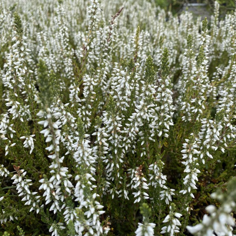 Calluna Betty