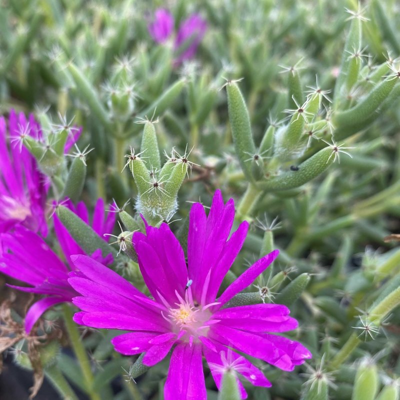 Trichodiadema densum