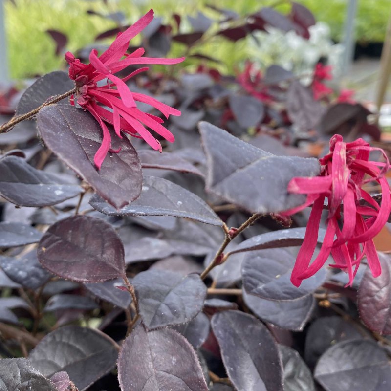 Loropetalum Black Pearl