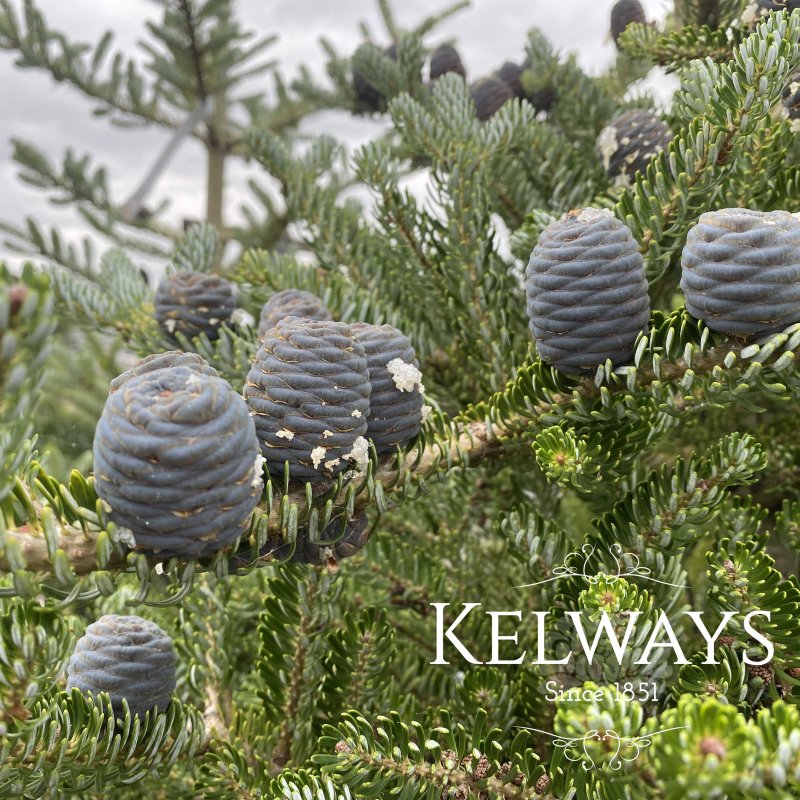 Abies koreana 'Silver Show'