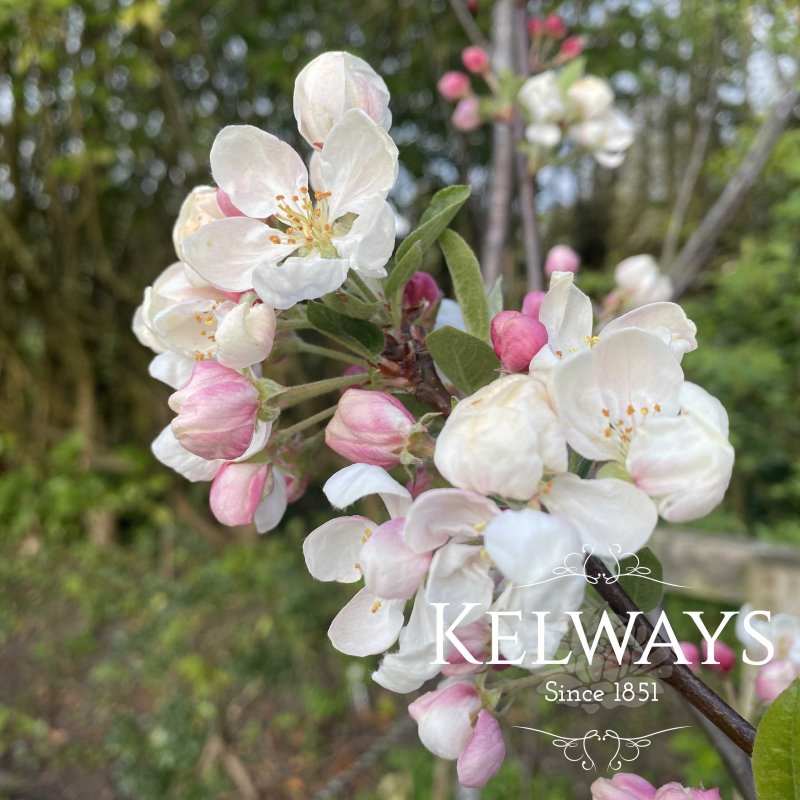 Malus 'John Downie'