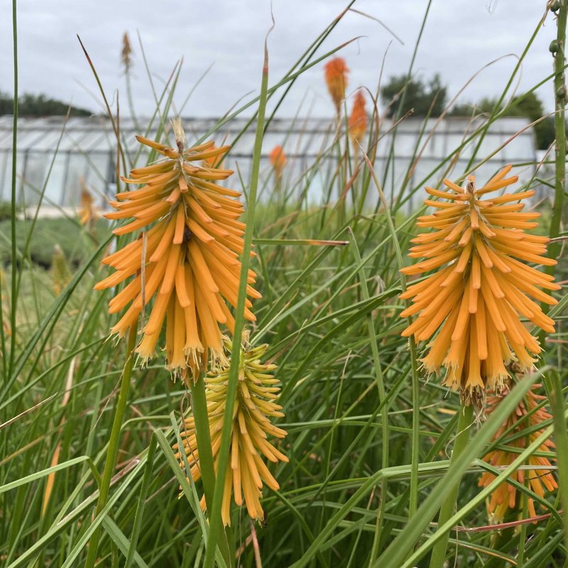 Kniphofia galpinii