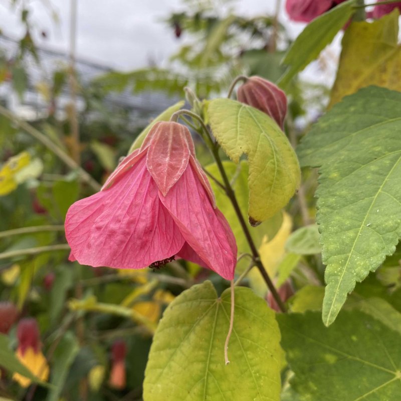 Abutilon 'Aphrodite'