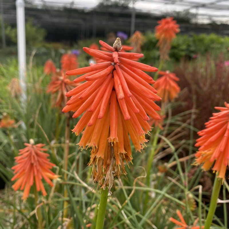 Kniphofia Ember Glow