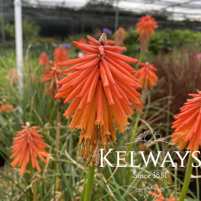 Kniphofia EMBER GLOW ('Tneg' PBR) (Glow Series) (3 litre pot)