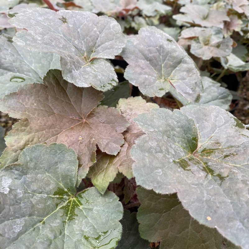 Heuchera Walnut