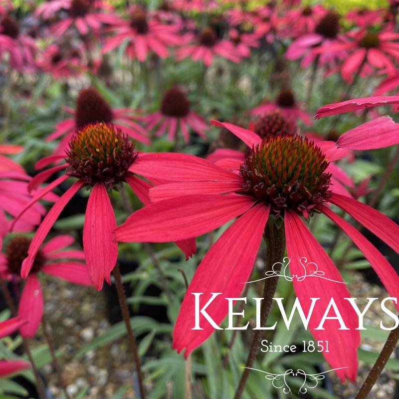 Echinacea 'Glowing Dream'