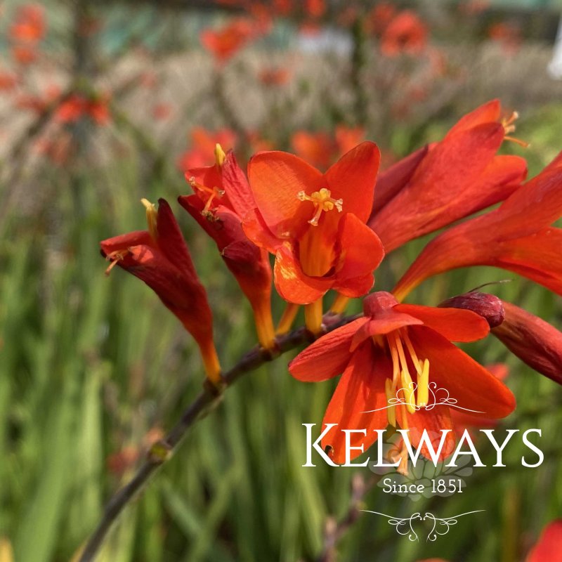 Crocosmia Anna Marie