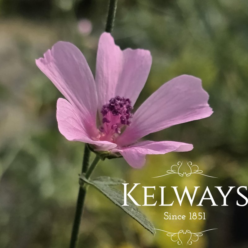 Althaea cannabina