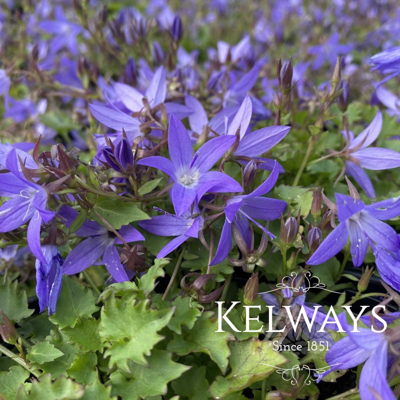 Campanula poscharskyana 'Stella'