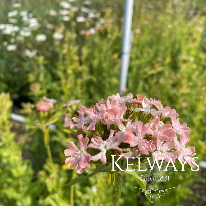 Lychnis chalcedonica 'Carnea'