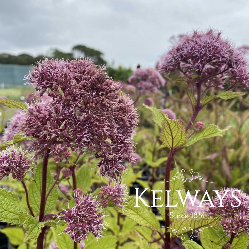 Eutrochium purpureum 'Baby Joe' PBR