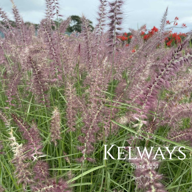 Pennisetum orientale 'Karley Rose'