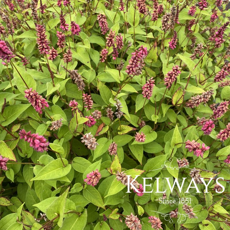 Persicaria Inverleith