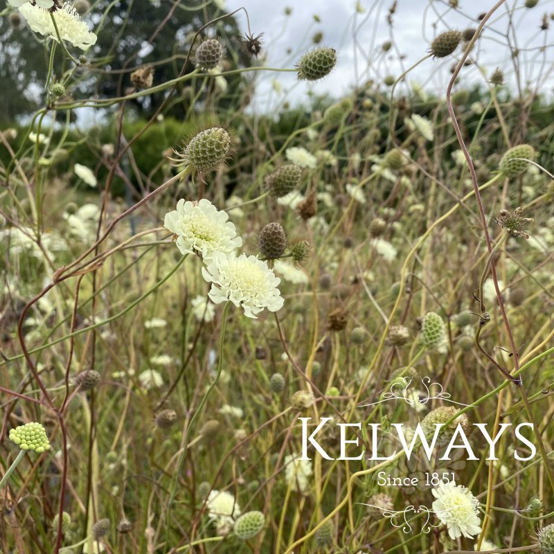 Scabiosa columbaria subsp. ochroleuca