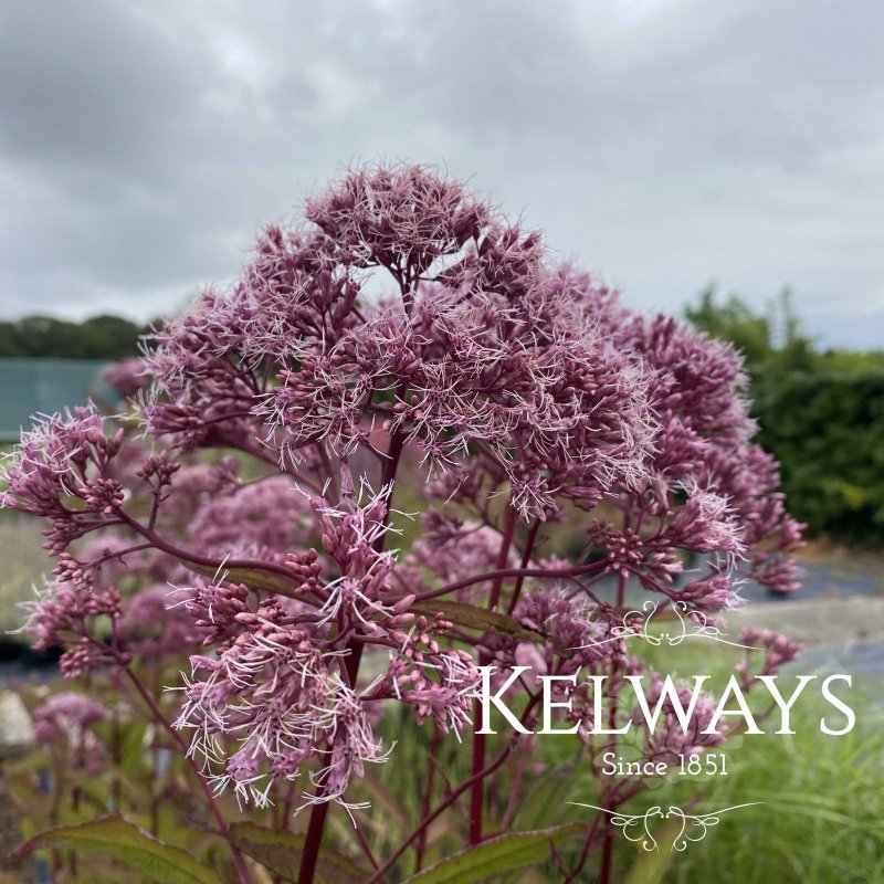 Eutrochium maculatum (Atropurpureum Group) 'Gateway'