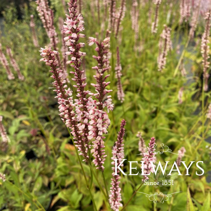 Bistorta amplexicaulis 'Rosea'