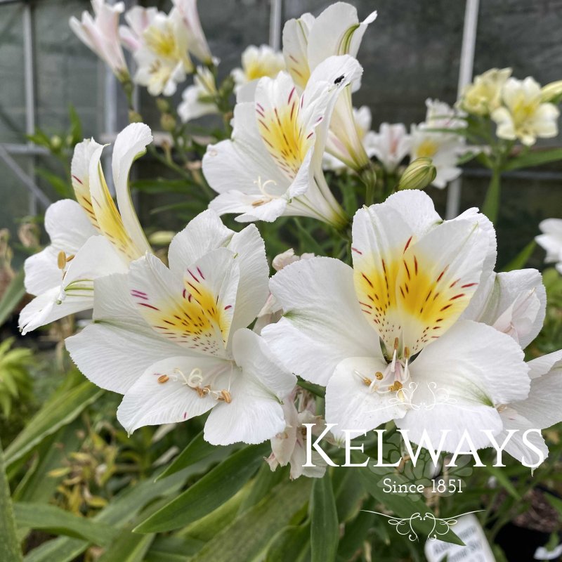 Alstroemeria 'Summer Sky' (Summer Paradise - Summer Series)