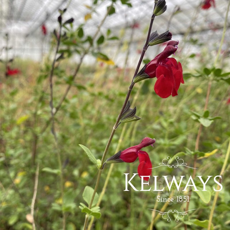 Salvia x jamensis REVE ROUGE ('Fauresal02' PBR)