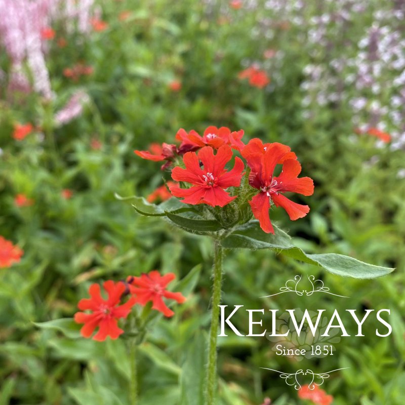Lychnis chalcedonica
