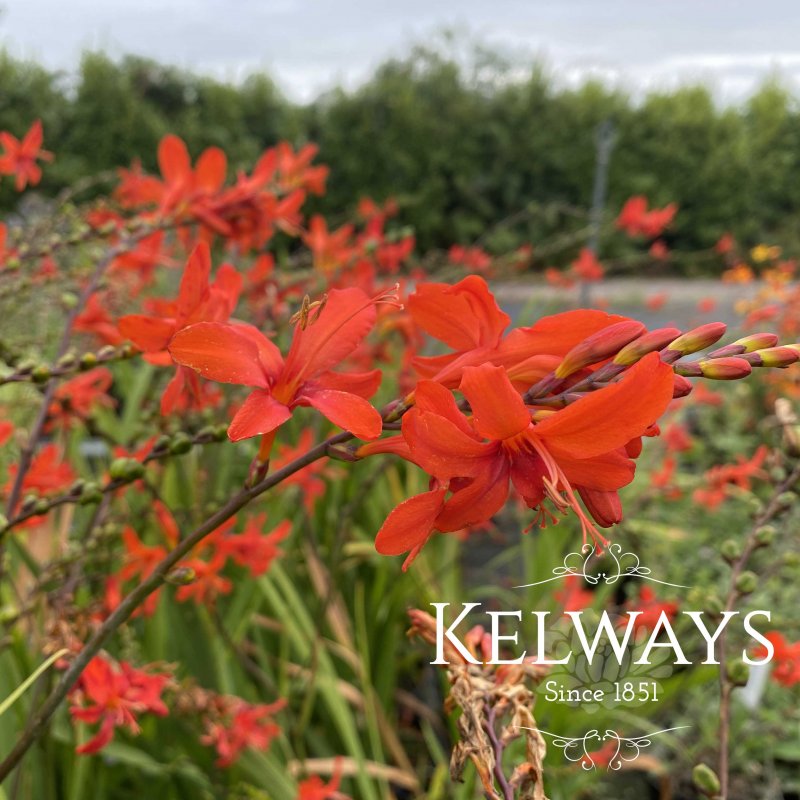 Crocosmia 'Hellfire'