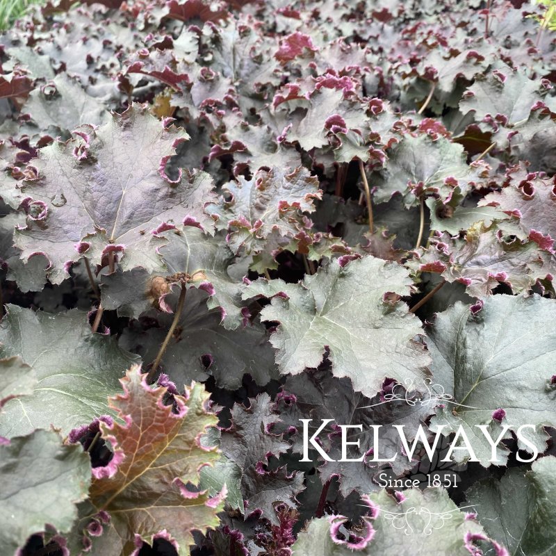 Heuchera Purple Petticoats
