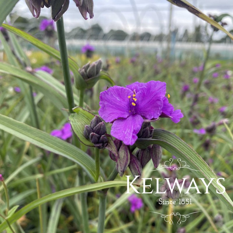 Tradescantia (Andersoniana Group) 'Concord Grape'