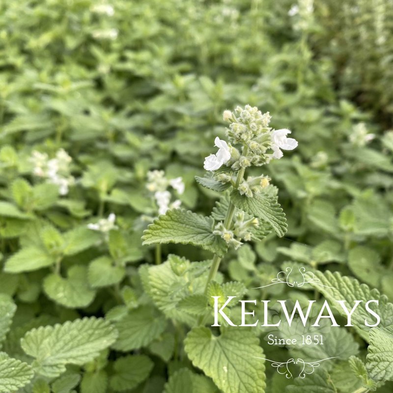 Nepeta x faassenii 'Alba'